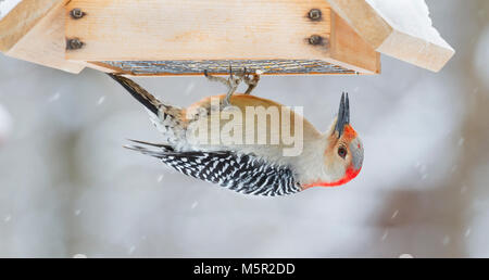 Red-bellied Woodpecker (Melanerpes aurifrons) am Schrägförderer mit Talg gefüllt Stockfoto