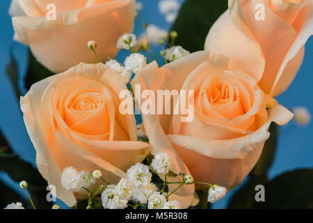 Blick von oben auf die Pflanzen, Blumenstrauß aus Rosen mit grünen Blättern und kleinen, weißen Blumen, auf einem blauen Hintergrund Stockfoto