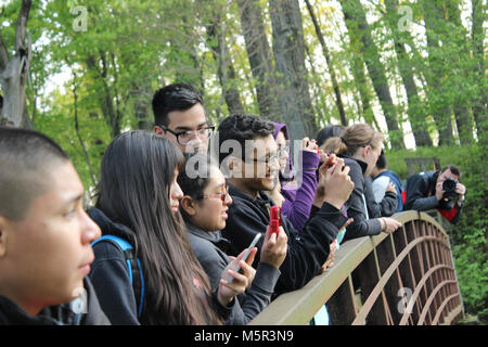 IMG. Kursteilnehmer von Phoenix Military Academy halt an der Brücke bei einer Wanderung an der Indiana Dunes NL. Stockfoto