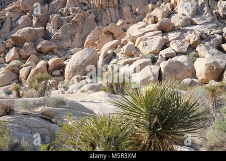 Indian Cove Campground, Twentynine Palms, CA. Indian Cove Campground liegt inmitten der riesigen, steilen Felsformationen, für die der Joshua Tree National Park bekannt ist. Aufgrund seiner Nähe zu vielen Kletterrouten ist es ein beliebter Camping Ort für Kletterer. Indian Cove ist eine von nur zwei Kampingplï¿½ze im Park, die während der langen Winter reserviert werden können; es ist offen auf der Basis von 1. Juni bis 29. September serviert. Reisende, die warmen, trockenen Wintern Herde zu Joshua Tree von Oktober bis Mai, wenn die Temperaturen zwischen 70-90 Grad am Tag schweben genießen und Stockfoto