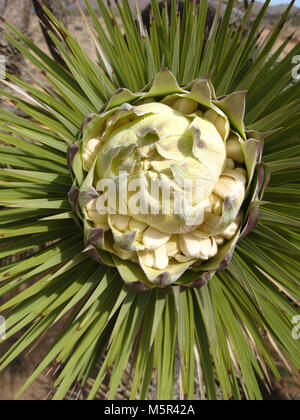 Joshua Tree (Yucca Buergeri) Blütenknospe. Stockfoto