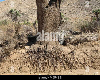 Joshua Tree (Yucca Buergeri) Wurzeln; Covington Flach. Stockfoto