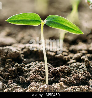 Grüne Spross mit Blatt, Blätter wachsen aus dem Boden auf Sonnenlicht. Frühling, Konzept des neuen Lebens. Landwirtschaftlichen Saison Stockfoto
