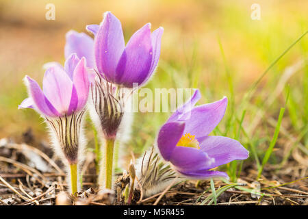 Wild-Frühling Blumen Pulsatilla Patens. Blühende Pflanze In der Familie Butterblume, heimisch in Europa, Russland, Mongolei, China, Kanada und USA. Stockfoto