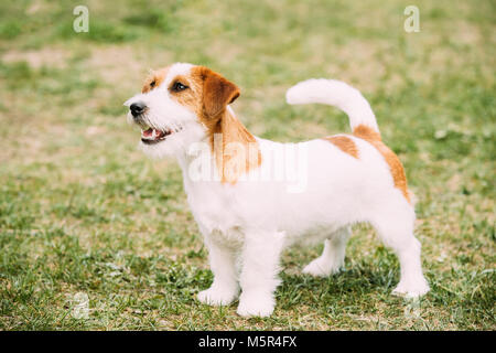 Weiße und Rote Junge Rauen beschichtet Jack Russell Terrier Hund stehend auf grünem Gras. Kleine Terrier. Stockfoto
