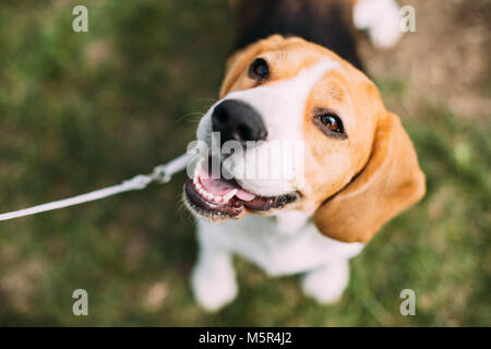 Wunderschöne tricolour Welpen von Englisch Beagle Sitzen auf grünem Gras. Beagle ist eine Rasse kleiner Hund, die ähnlich aussehen wie in der viel größeren Foxhound Stockfoto
