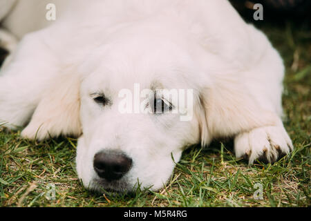 Der Blick auf den wunderschönen weißen Hund Labrador Welpe Welpen liegen im grünen Gras. Stockfoto