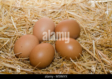 Fünf Eier auf den Haufen Stroh. Stockfoto