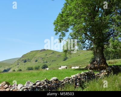Red Plume Thistle Blumen in einen Englischen Garten an einem sonnigen Sommertag. Stockfoto