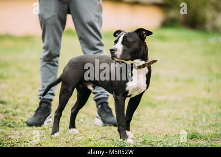 Junge American Staffordshire Terrier Hund in der Nähe von Mann im grünen Gras. Die Augen des Hundes sind geschlossen Stockfoto