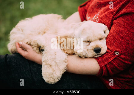 White American Cocker Spaniel hund Schlafen auf der Frau. Stockfoto