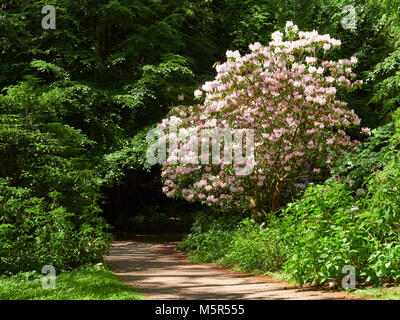 Große rosa Rhododendron Bush durch das Sonnenlicht agains dunkelgrünes Laub der Bäume markiert Stockfoto