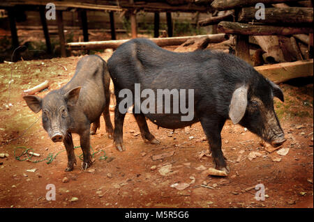 Native Schwein, Thailand, Norden, Berg, schwarze Haare Stockfoto