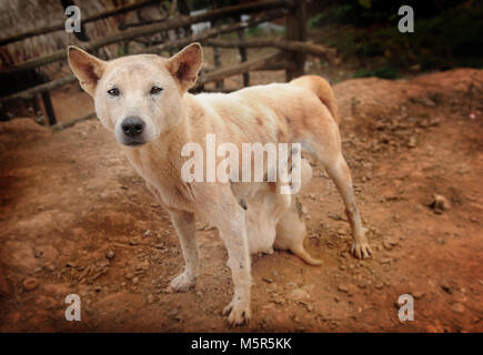 Thailändische Heimat Hund leben mit Baby so hungrig Stockfoto