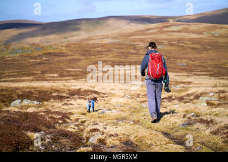 Ein Wanderer und ihrem Hund zu Fuß auf den Gipfel des Carrock fiel in den Ullswater Fells, englischen Lake District, England. Stockfoto