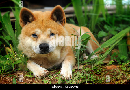 Thailändische Heimat Hund leben allein Stockfoto