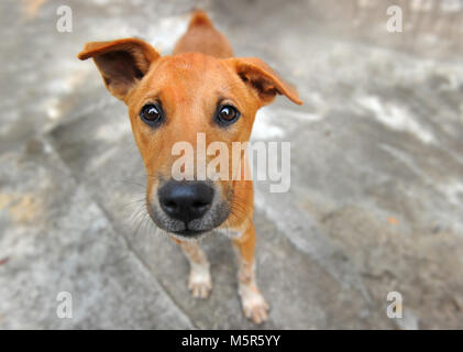 Thailändische Heimat Hund leben allein Stockfoto