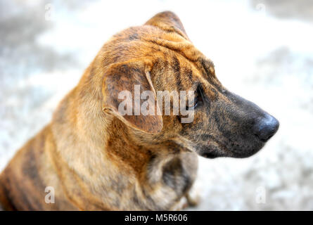 Thailändische Heimat Hund leben allein Stockfoto