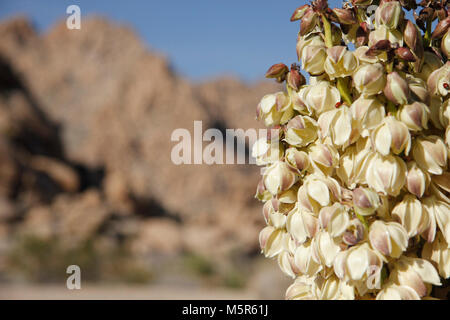 Mojave yucca in der Blüte im Indian Cove Campground, Twentynine Palms,. Indian Cove Campground liegt inmitten der riesigen, steilen Felsformationen, für die der Joshua Tree National Park bekannt ist. Aufgrund seiner Nähe zu vielen Kletterrouten ist es ein beliebter Camping Ort für Kletterer. Indian Cove ist eine von nur zwei Kampingplï¿½ze im Park, die während der langen Winter reserviert werden können; es ist offen auf der Basis von 1. Juni bis 29. September serviert. Reisende, die warmen, trockenen Wintern Herde zu Joshua Tree genießen Sie von Oktober bis Mai, wenn die Temperaturen zwischen 70-90 Degre Stockfoto