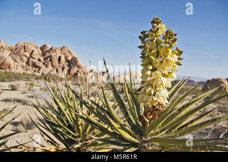 Mojave yucca in der Blüte im Indian Cove Campground, Twentynine Palms,. Indian Cove Campground liegt inmitten der riesigen, steilen Felsformationen, für die der Joshua Tree National Park bekannt ist. Aufgrund seiner Nähe zu vielen Kletterrouten ist es ein beliebter Camping Ort für Kletterer. Indian Cove ist eine von nur zwei Kampingplï¿½ze im Park, die während der langen Winter reserviert werden können; es ist offen auf der Basis von 1. Juni bis 29. September serviert. Reisende, die warmen, trockenen Wintern Herde zu Joshua Tree genießen Sie von Oktober bis Mai, wenn die Temperaturen zwischen 70-90 Degre Stockfoto