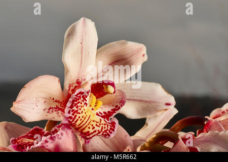 Wilde Orchideen, Cymbidium Stockfoto