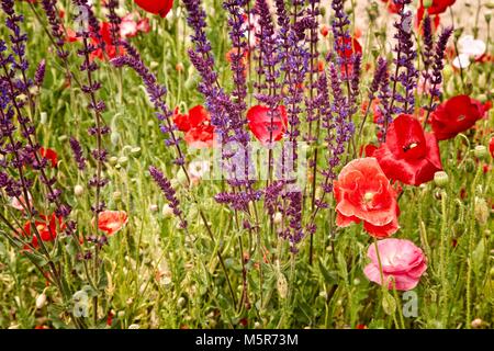 Wilde Blumenwiesen reagieren auf die Wärme und die Sonne. Stockfoto