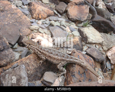 Seite blotched Lizard (Gattung Uta). Stockfoto