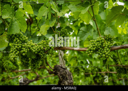 Franken ist eine Region für Qualitätswein in Deutschland im Nordwesten von Bayern im Bezirk Unterfranken. Es ist die einzige Region in Bayern. Stockfoto