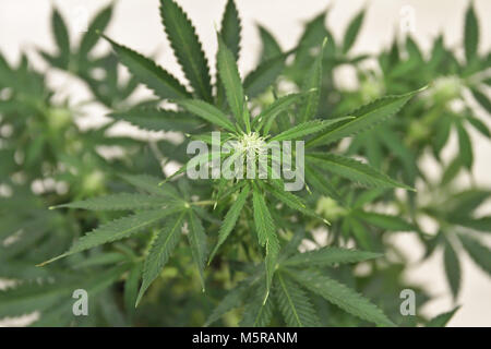 Home-grown Marihuana. Cannabis im Blumentopf. Blühende Marihuana Pflanze in der Natur Stockfoto