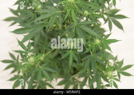 Home-grown Marihuana. Cannabis im Blumentopf. Blühende Marihuana Pflanze in der Natur Stockfoto