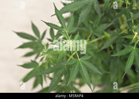 Home-grown Marihuana. Cannabis im Blumentopf. Blühende Marihuana Pflanze in der Natur Stockfoto