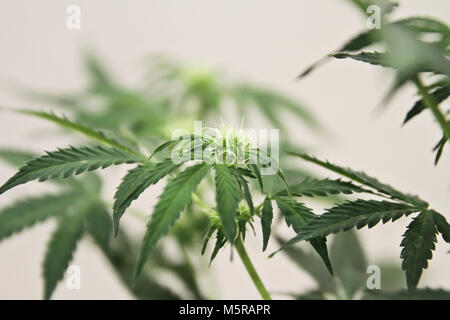 Home-grown Marihuana. Cannabis im Blumentopf. Blühende Marihuana Pflanze in der Natur Stockfoto