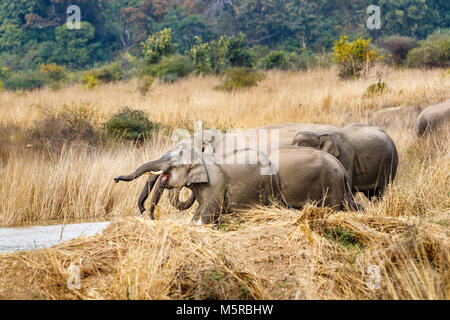 Herde von indischen Elefanten (Elephas maximus indicus) Trinken an einem Wasserloch, Jim Corbett National Park Wildlife Sanctuary, Ramnagar, Uttarakhand, Indien Stockfoto