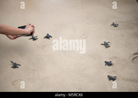 Aceh Besar, Indonesien. 25 Feb, 2018. Sea turtle Schlüpflinge versuchen Sie erreichen das Meer nach in einem Strand in Aceh Besar Regency freigegeben, der Provinz Aceh, Indonesien. In diesem Fall, so viele wie 50 Meeresschildkröten, die unter indonesischen Recht geschützt sind, veröffentlicht. Credit: Abdul Hadi Firsawan/Pacific Press/Alamy leben Nachrichten Stockfoto