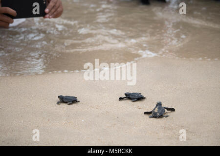 Aceh Besar, Indonesien. 25 Feb, 2018. Sea turtle Schlüpflinge versuchen Sie erreichen das Meer nach in einem Strand in Aceh Besar Regency freigegeben, der Provinz Aceh, Indonesien. In diesem Fall, so viele wie 50 Meeresschildkröten, die unter indonesischen Recht geschützt sind, veröffentlicht. Credit: Abdul Hadi Firsawan/Pacific Press/Alamy leben Nachrichten Stockfoto