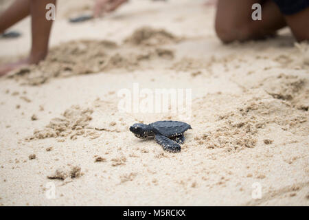 Aceh Besar, Indonesien. 25 Feb, 2018. Eine Meeresschildkröte Schlüpflinge versuchen Sie erreichen das Meer nach in einem Strand in Aceh Besar Regency freigegeben, der Provinz Aceh, Indonesien. In diesem Fall, so viele wie 50 Meeresschildkröten, die unter indonesischen Recht geschützt sind, veröffentlicht. Credit: Abdul Hadi Firsawan/Pacific Press/Alamy leben Nachrichten Stockfoto