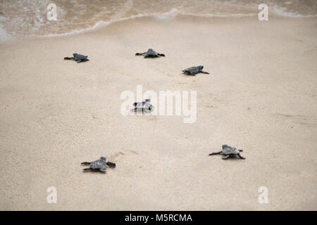 Aceh Besar, Indonesien. 25 Feb, 2018. Sea turtle Schlüpflinge versuchen Sie erreichen das Meer nach in einem Strand in Aceh Besar Regency freigegeben, der Provinz Aceh, Indonesien. In diesem Fall, so viele wie 50 Meeresschildkröten, die unter indonesischen Recht geschützt sind, veröffentlicht. Credit: Abdul Hadi Firsawan/Pacific Press/Alamy leben Nachrichten Stockfoto