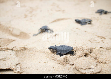 Aceh Besar, Indonesien. 25 Feb, 2018. Sea turtle Schlüpflinge versuchen Sie erreichen das Meer nach in einem Strand in Aceh Besar Regency freigegeben, der Provinz Aceh, Indonesien. In diesem Fall, so viele wie 50 Meeresschildkröten, die unter indonesischen Recht geschützt sind, veröffentlicht. Credit: Abdul Hadi Firsawan/Pacific Press/Alamy leben Nachrichten Stockfoto