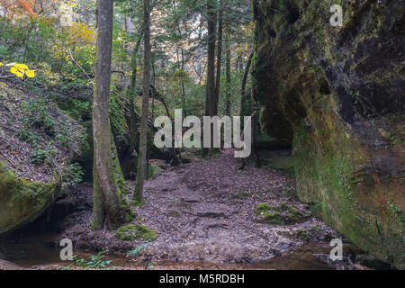 Ein Wanderweg am Dismals Canyon in Franklin County, Alabama. Stockfoto