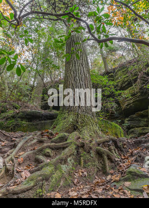 Nahaufnahme der Root System eines sehr großen Tannenbaum an Dismals Canyon in Franklin County, Alabama. Stockfoto