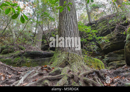 Nahaufnahme der Root System eines sehr großen Tannenbaum an Dismals Canyon in Franklin County, Alabama. Stockfoto