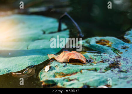 Getrocknete Blätter, die auf Lotus Blätter in einem Teich. Stockfoto