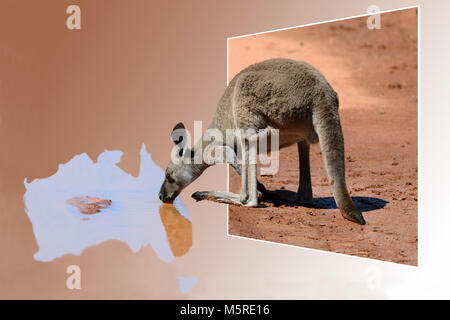 Aus dem Rahmen Kangaroo trinken von einer Pfütze in der Form von Australien Stockfoto