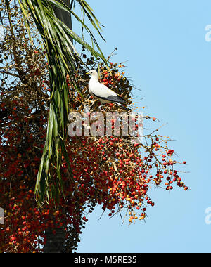 Pied Imperial-Pigeon (Ducula bicolor) auf reife Palm Tree Obst, Far North Queensland, FNQ, QLD, Australien Stockfoto