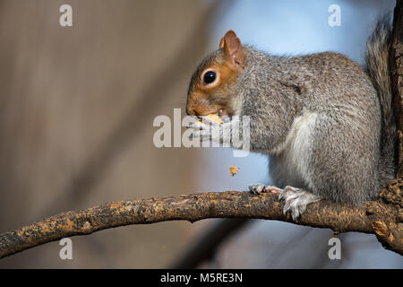 Östlichen graue Eichhörnchen essen Erdnuss Stockfoto