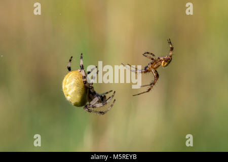 Vier Spots orb - Weber, weiblich und männlich, Araneus quadratus Stockfoto