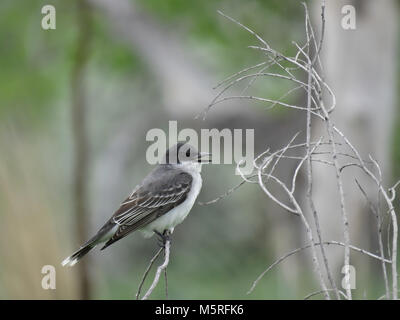 Eastern kingbird (Tyrannus tyrannus) hocken auf einem Zweig, im Mai in Northern Colorado State, USA Stockfoto