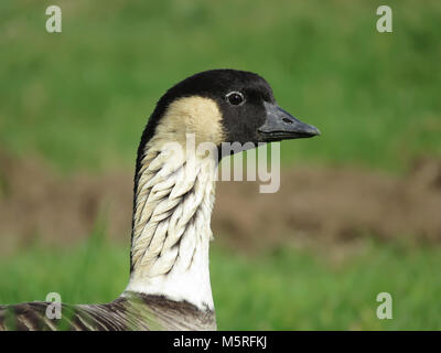 Wild nene (Branta Sandvicensis-state Bird von Hawaii), auch als Hawaiian goose bekannt, auf der Großen Insel, Hawaii fotografiert. Stockfoto