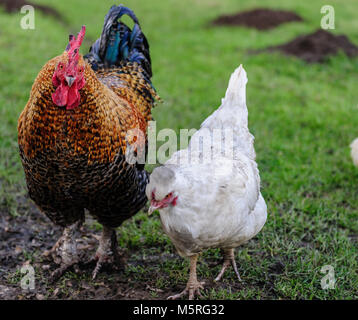 Huhn und Henne gehen Seite an Seite Stockfoto