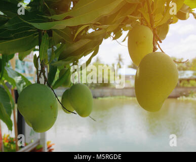 Frische grüne Mangos auf Bäumen. In vielen Ländern, Mangos sind unreife gegessen, während die Farbe noch grün ist. Sie können als Früchte mit Süßes gegessen werden und Stockfoto